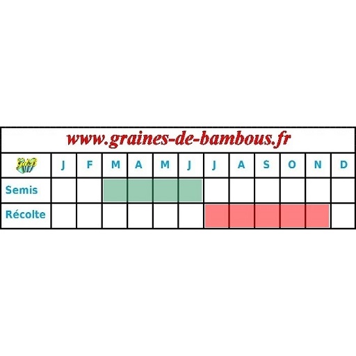 Betterave burpee s golden graines potagere legume