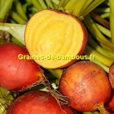 Betterave burpee s golden grainesdebambous com