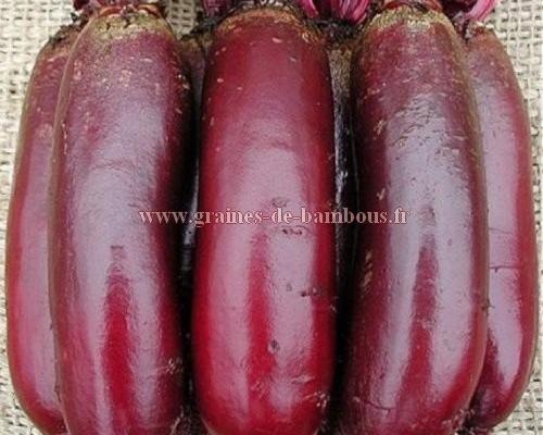 Betterave cylindrica demi longue graines de bambous fr