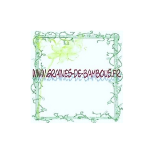 Betterave cylindrica graines potagere legume