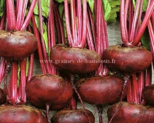 Betterave plate d egypte graines de bambous fr