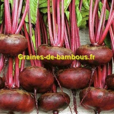 Betterave rouge plate d egypte graines de bambous fr