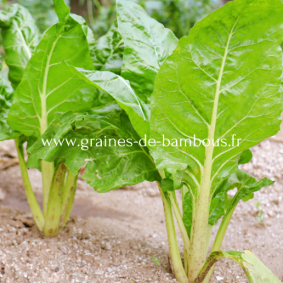 Bettes poiree groene gewone www graines de bambous fr 1