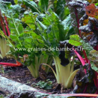 Bettes poiree groene gewone www graines de bambous fr