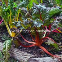 Bettes poiree muticolor rainbow www graines de bambous fr 1
