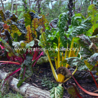 Bettes poiree muticolor rainbow www graines de bambous fr