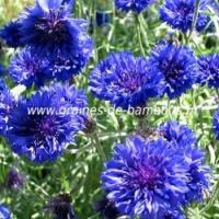 Bleuet double bleu centaurea blue