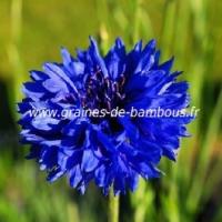 Bleuet double bleu centauree blue ball