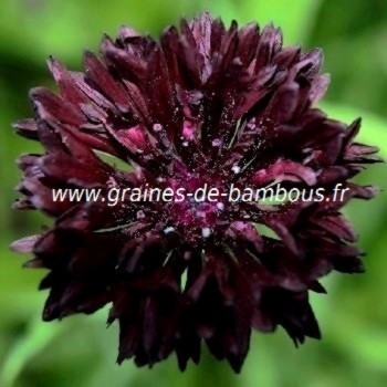 200 Graines de Bleuet Noir Boule /BALL BLACK/CENTAUREA Cyanus/Fleur Mellifère