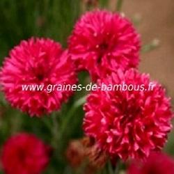 Bleuet double rouge centauree