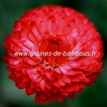 Bleuet double rouge Centaurée red ball réf.717