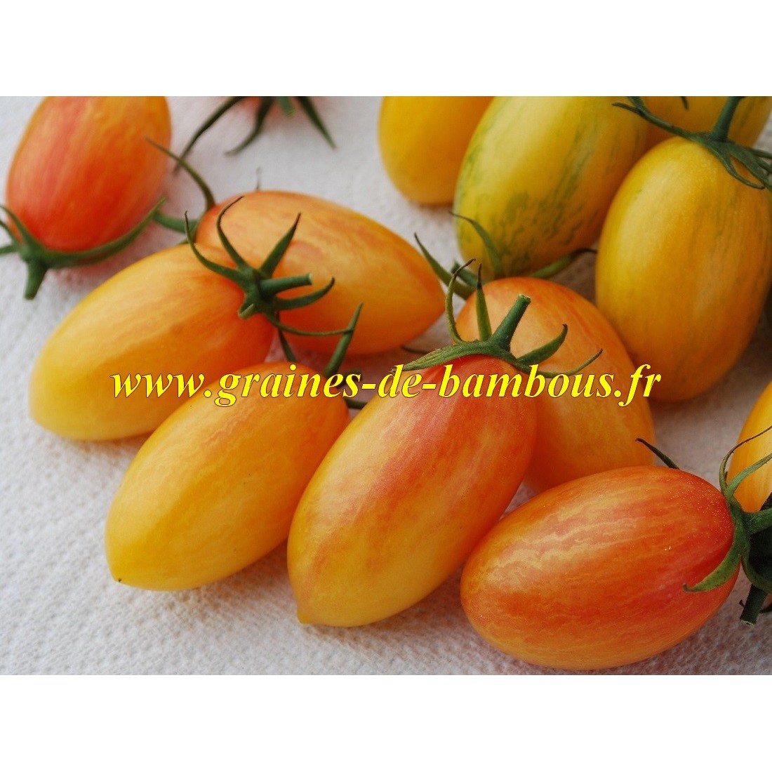 Blush tiger graines de tomate