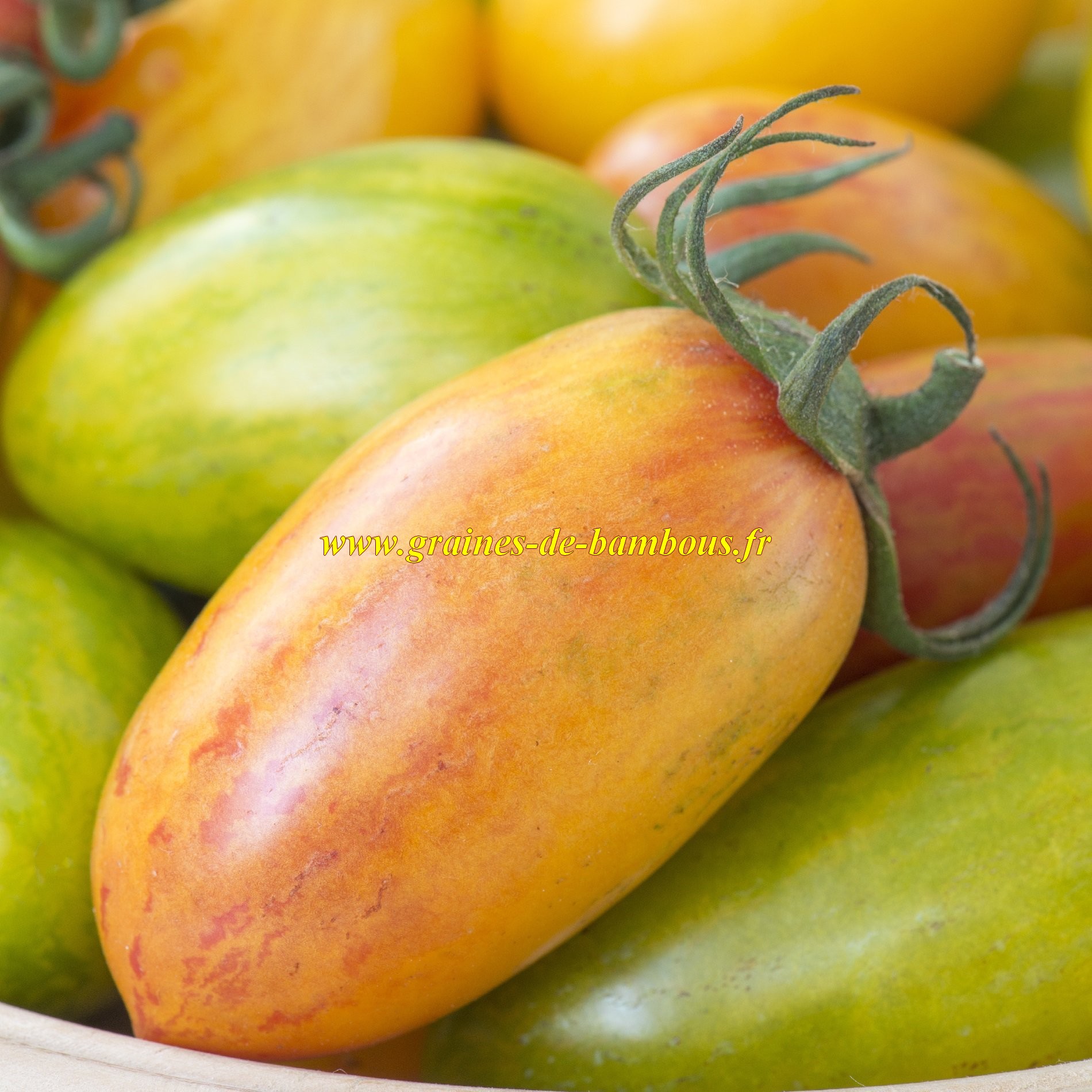Blush tiger tomato
