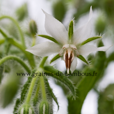 Bourrache officinale blanche borago officinalis alba www graines de bambous fr