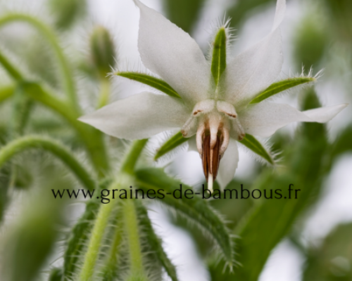 Bourrache officinale blanche borago officinalis alba www graines de bambous fr