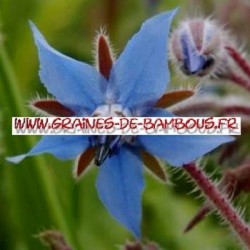 Bourrache bleue graines de bambous fr