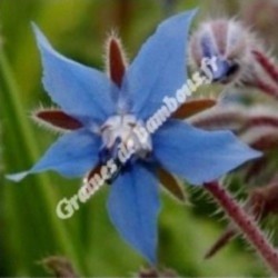 Bourrache bleue officinale graines de bambous fr grainesdebambous com