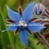 Bourrache bleue www graines de bambous fr