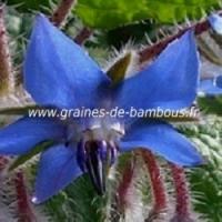 Bourrache officinale bleue www graines de bambous fr