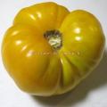 Tomate Brandywine jaune grappa gialla réf.554