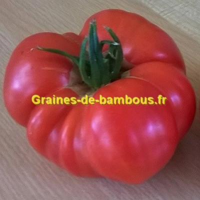 Brandywine pink graines de bambous fr 1