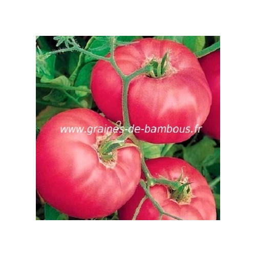 Brandywine pink graines de bambous fr