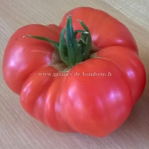 Brandywine pink graines tomate