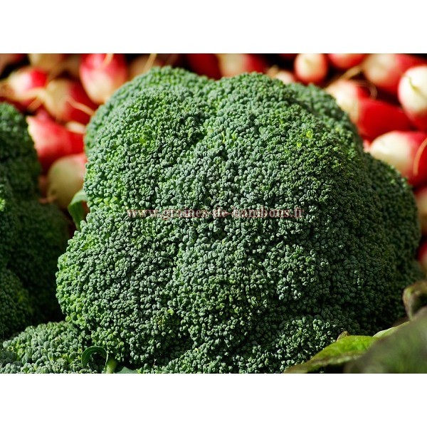 Brocoli calabrais graines