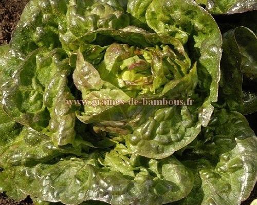 Brune tetue graines de laitue