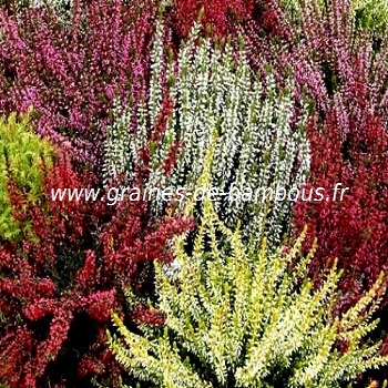 bruyere-callune-www-graines-de-bambous-fr-1.jpg