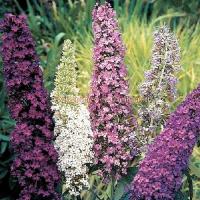 Buddleja davidii couleur mix