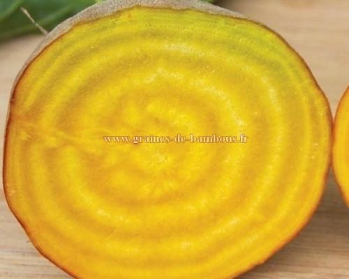 Burpee s golden graines de betteraves