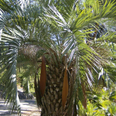 Trachycarpus fortunei réf.119