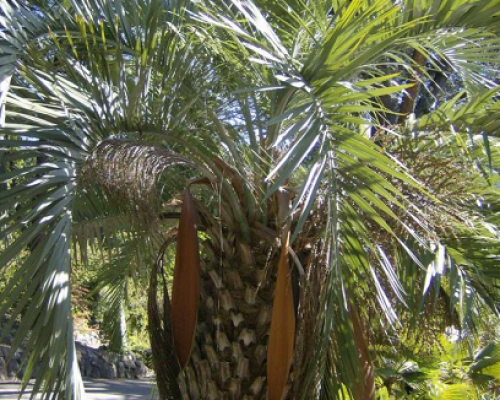 Butia capitata 1