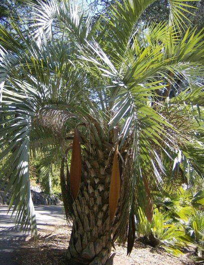 Butia capitata 1