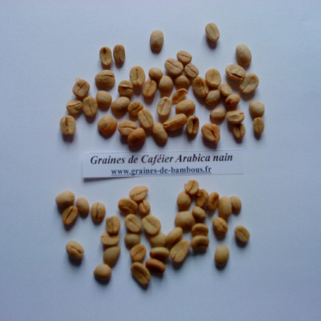cafeier-arabica-nain-graines-www-graines-de-bambous-fr.jpg