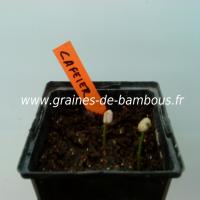 cafeier-nain-semis-www-graines-de-bambous-fr.jpg