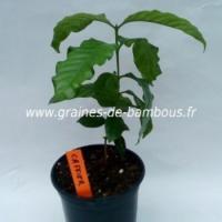 Cafeier petit plant