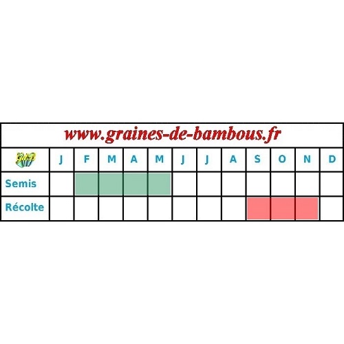 Calendrier des semis recolte celeri geant de prague