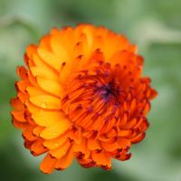 Calendula indian prince