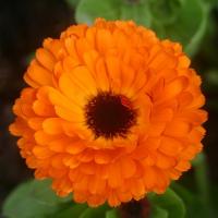 Calendula indian prince2