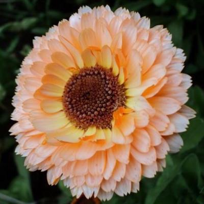 Calendula officinalis pink surprise