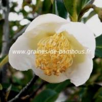 Camellia sinensis theier arbre a the