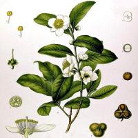 Camellia sinensis