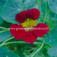 Capucine black velvet www graines de bambous fr 1 