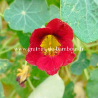 Capucine black velvet www graines de bambous fr 2 