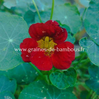 Capucine black velvet www graines de bambous fr