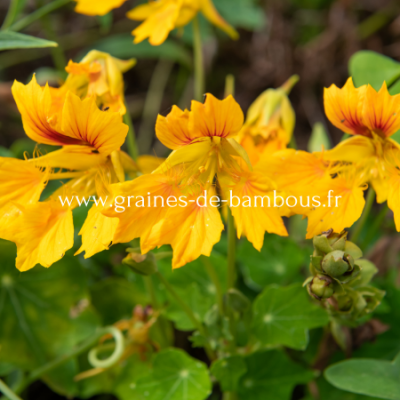 Capucine des canaries tropaeolum peregrinum www graines de bambous fr