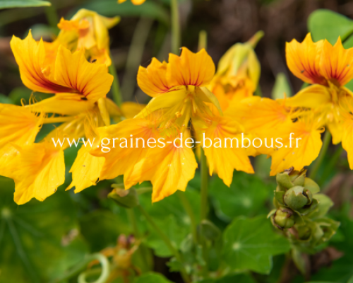 Capucine des canaries tropaeolum peregrinum www graines de bambous fr