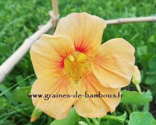 Capucine graines de bambous fr 2